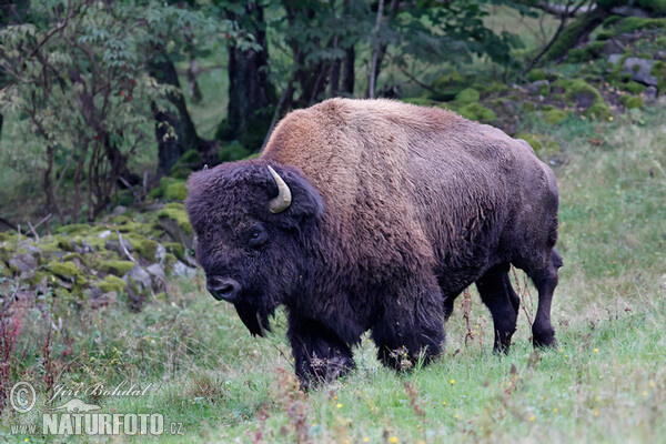 Bizon americký (Bison bison)