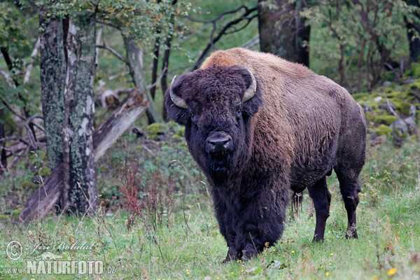 Bizon americký (Bison bison)