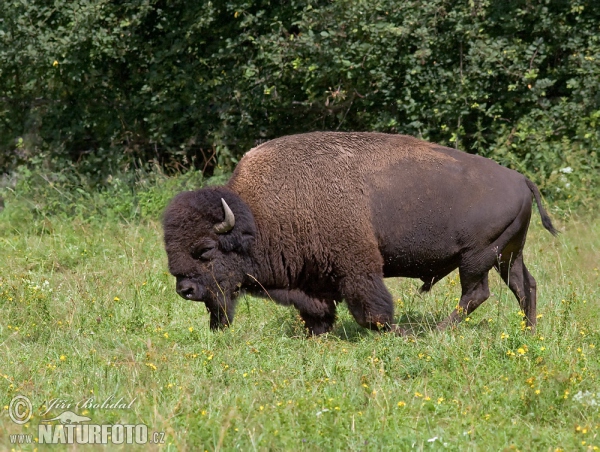 Bizon americký (Bison bison)