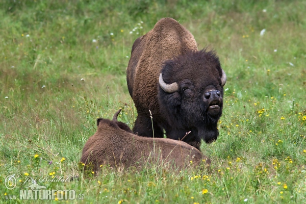 Bizon americký (Bison bison)