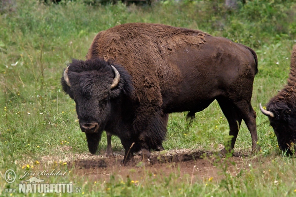 Bizon americký (Bison bison)