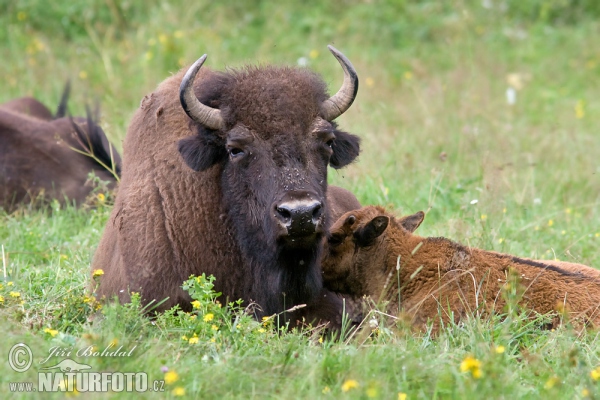 Bizon americký (Bison bison)