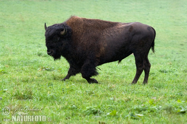 Bizon americký (Bison bison)