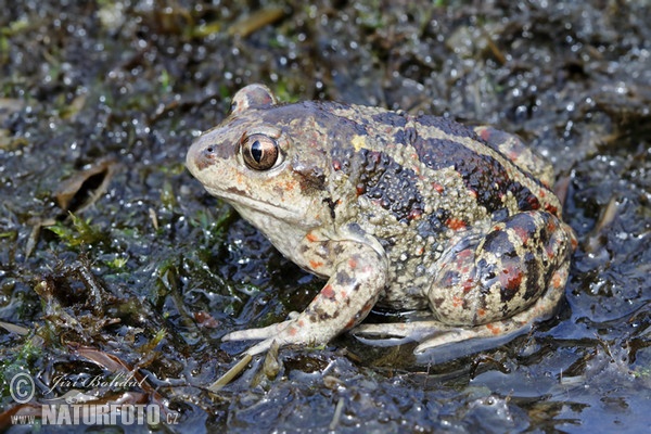 Blatnice skvrnitá (Pelobates fuscus)