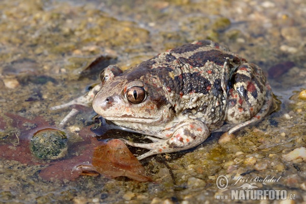 Blatnice skvrnitá (Pelobates fuscus)