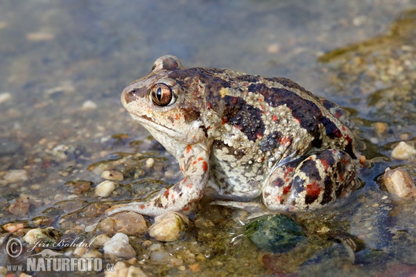 Blatnice skvrnitá (Pelobates fuscus)