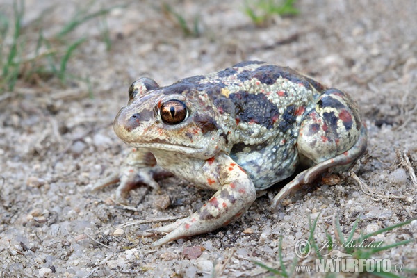 Blatnice skvrnitá (Pelobates fuscus)