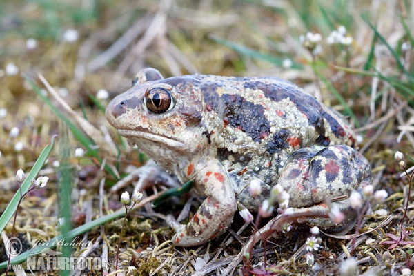 Blatnice skvrnitá (Pelobates fuscus)