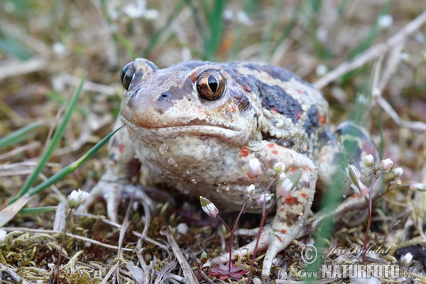 Blatnice skvrnitá (Pelobates fuscus)