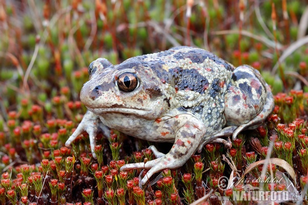 Blatnice skvrnitá (Pelobates fuscus)