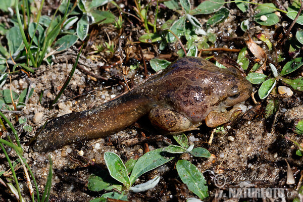 Blatnice skvrnitá (Pelobates fuscus)