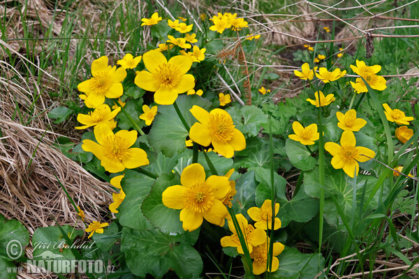 Blatouch bahenní (Caltha palustris)