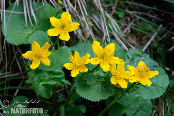 Blatouch bahenní (Caltha palustris)