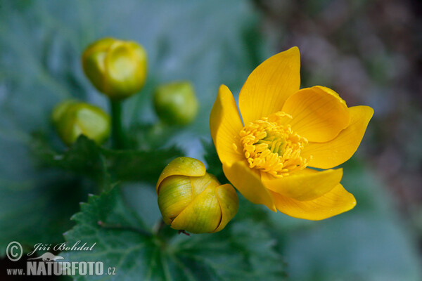 Blatouch bahenní (Caltha palustris)