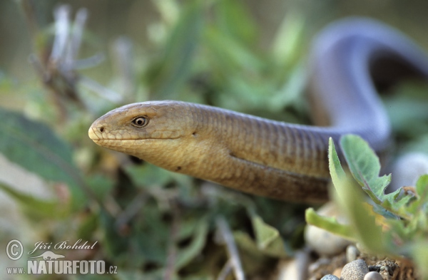 Blavor žlutý (Pseudopus apodus)