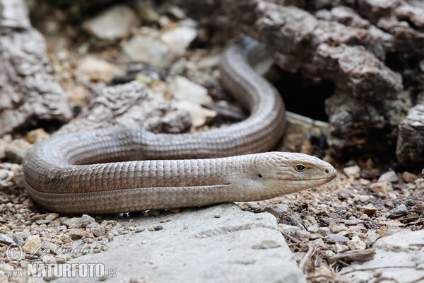 Blavor žlutý (Pseudopus apodus)