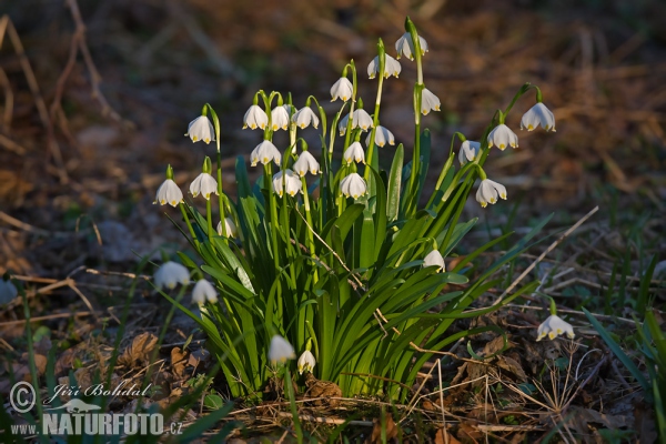 Bleduľa jarná (Leucojum vernum)