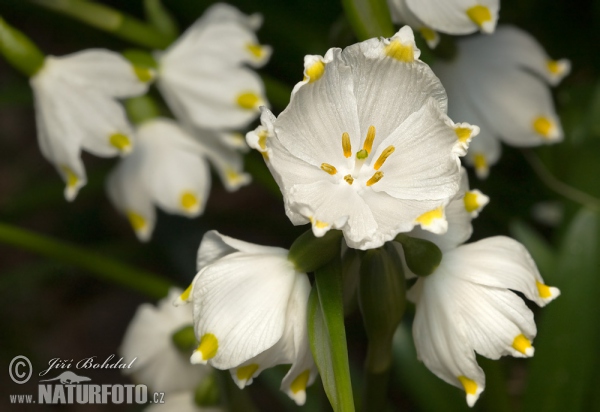 Bleduľa jarná (Leucojum vernum)