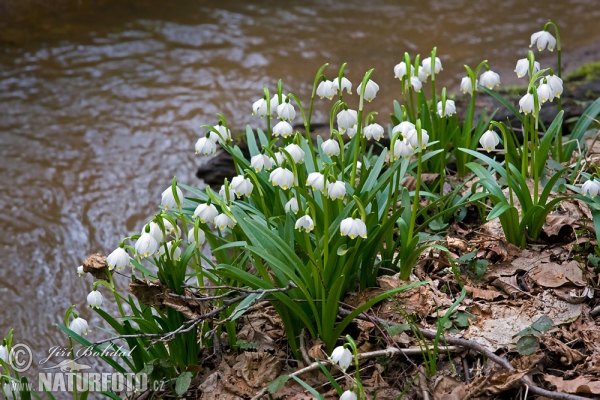 Bleduľa jarná (Leucojum vernum)