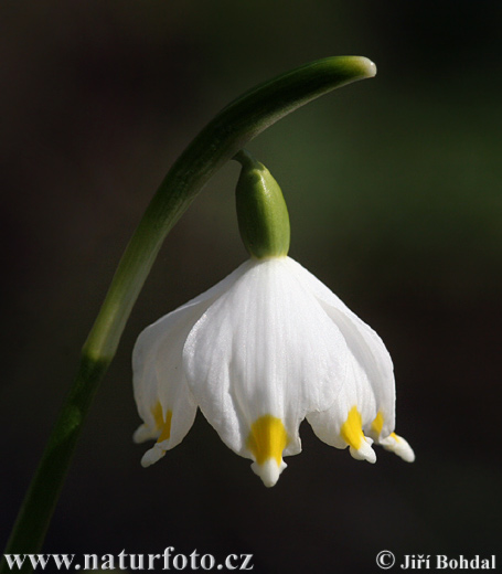 Bleduľa jarná (Leucojum vernum)