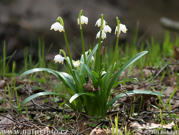 Bleduľa jarná (Leucojum vernum)