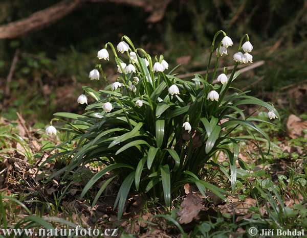 Bleduľa jarná (Leucojum vernum)