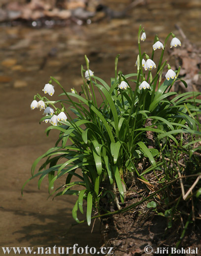 Bleduľa jarná (Leucojum vernum)