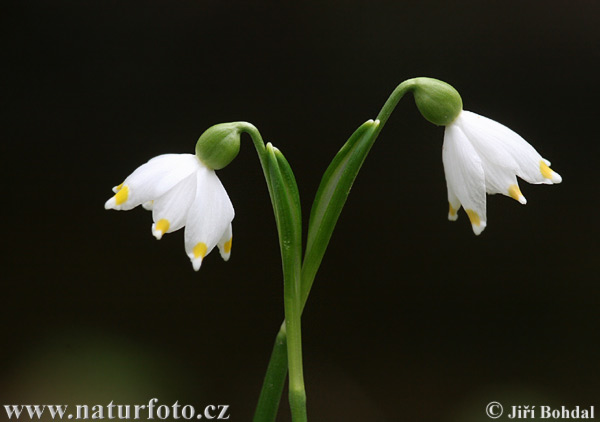 Bleduľa jarná (Leucojum vernum)