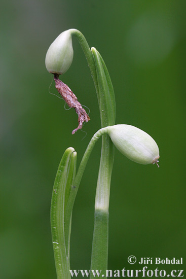 Bleduľa jarná (Leucojum vernum)