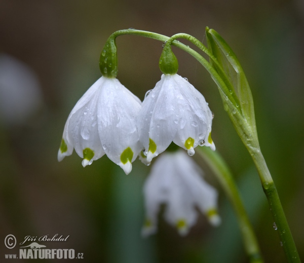 Bleduľa jarná (Leucojum vernum)