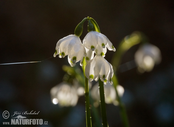 Bleduľa jarná (Leucojum vernum)