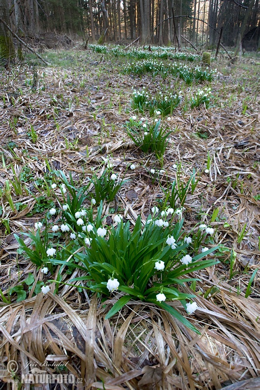 Bleduľa jarná (Leucojum vernum)