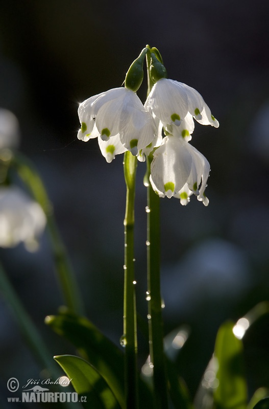 Bleduľa jarná (Leucojum vernum)