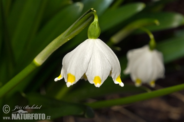 Bledule jarní (Leucojum vernum)