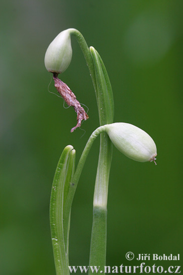Bledule jarní (Leucojum vernum)