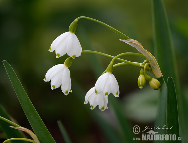 Bledule letní (Leucojum aestivum)