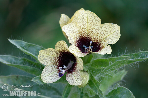 Blen čierny (Hyoscyamus niger)