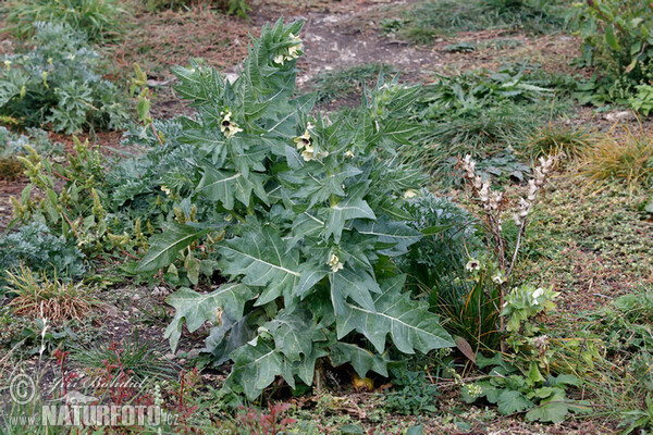 Blen čierny (Hyoscyamus niger)