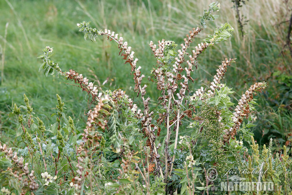 Blen čierny (Hyoscyamus niger)