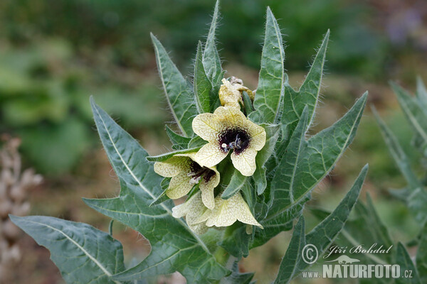 Blen čierny (Hyoscyamus niger)