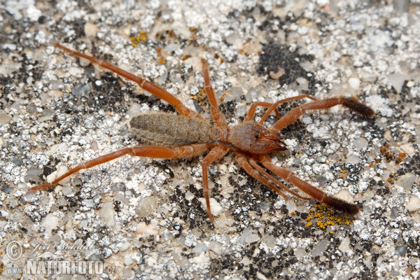 Blosie iberská (Gluvia dorsalis)