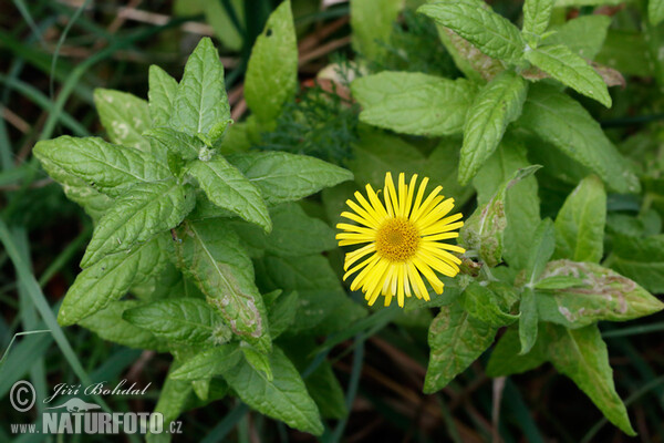 Blšník červěnkovitý (Pulicaria dysenterica)