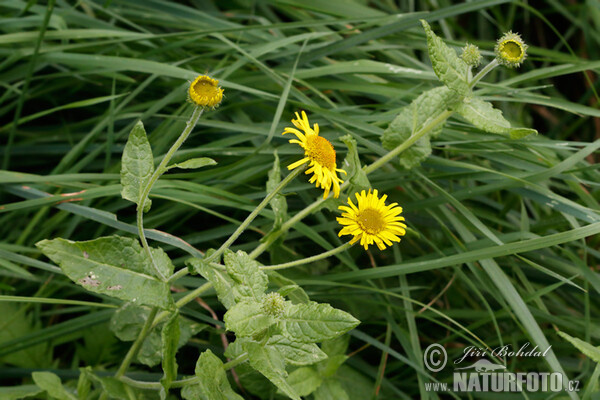 Blšník červěnkovitý (Pulicaria dysenterica)