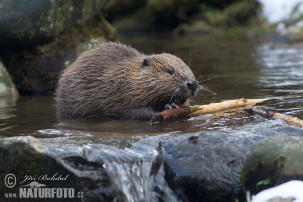 Bobr evropský (Castor fiber)