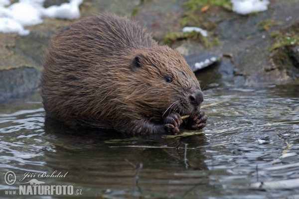 Bobr evropský (Castor fiber)