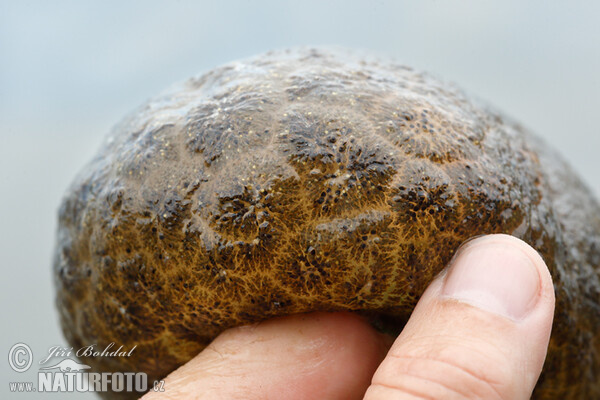 Bochnatka americká (Pectinatella magnifica)
