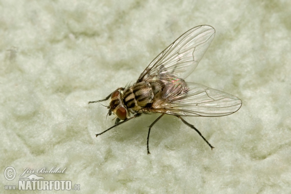 Bodalka stájová (Stomoxys calcitrans)