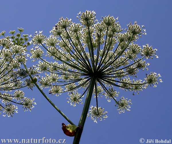 Boľševník obrovský (Heracleum mantegazzianum)