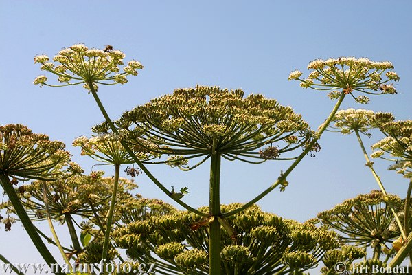 Boľševník obrovský (Heracleum mantegazzianum)