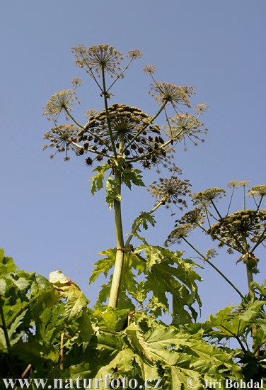 Boľševník obrovský (Heracleum mantegazzianum)